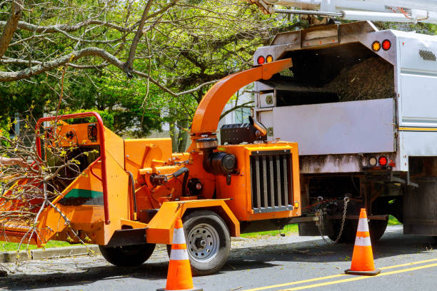 Reliable Cavalero, WA Tree Removal Solutions