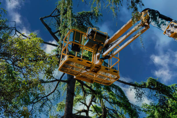 Best Tree Mulching  in Cavalero, WA