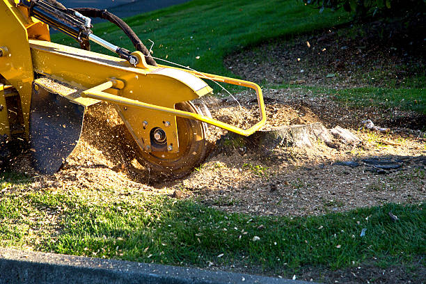 Best Lawn Drainage Solutions  in Cavalero, WA